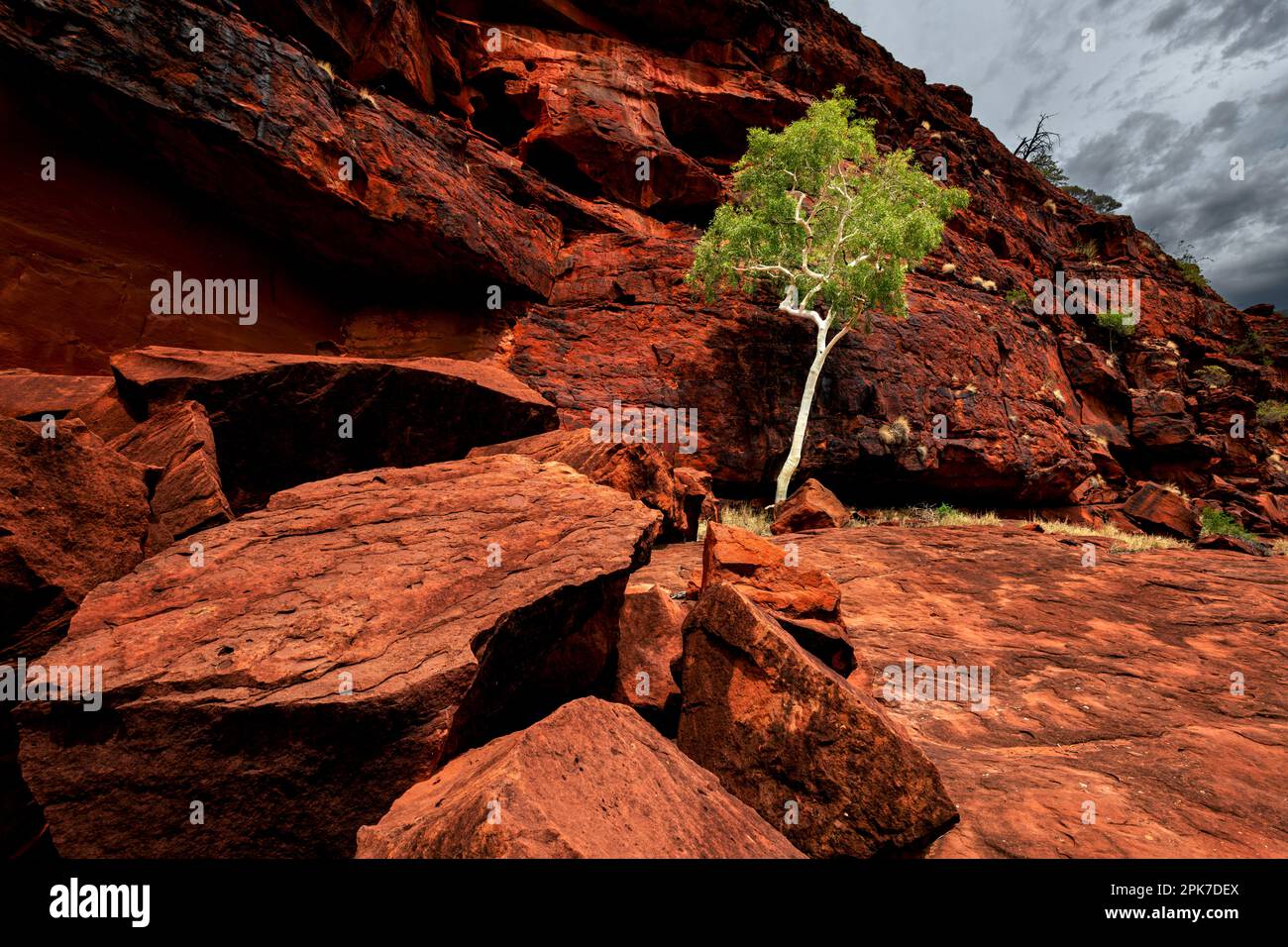 Un arbre à gomme isolé dans le paysage rocheux accidenté du parc national de Finke gorge. Banque D'Images