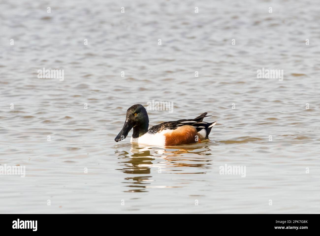 Un canard shoveler mâle, Añas clypeata, nageant dans la réserve naturelle de CLEY Marsh de Norfolk Wildlife Trust. Banque D'Images