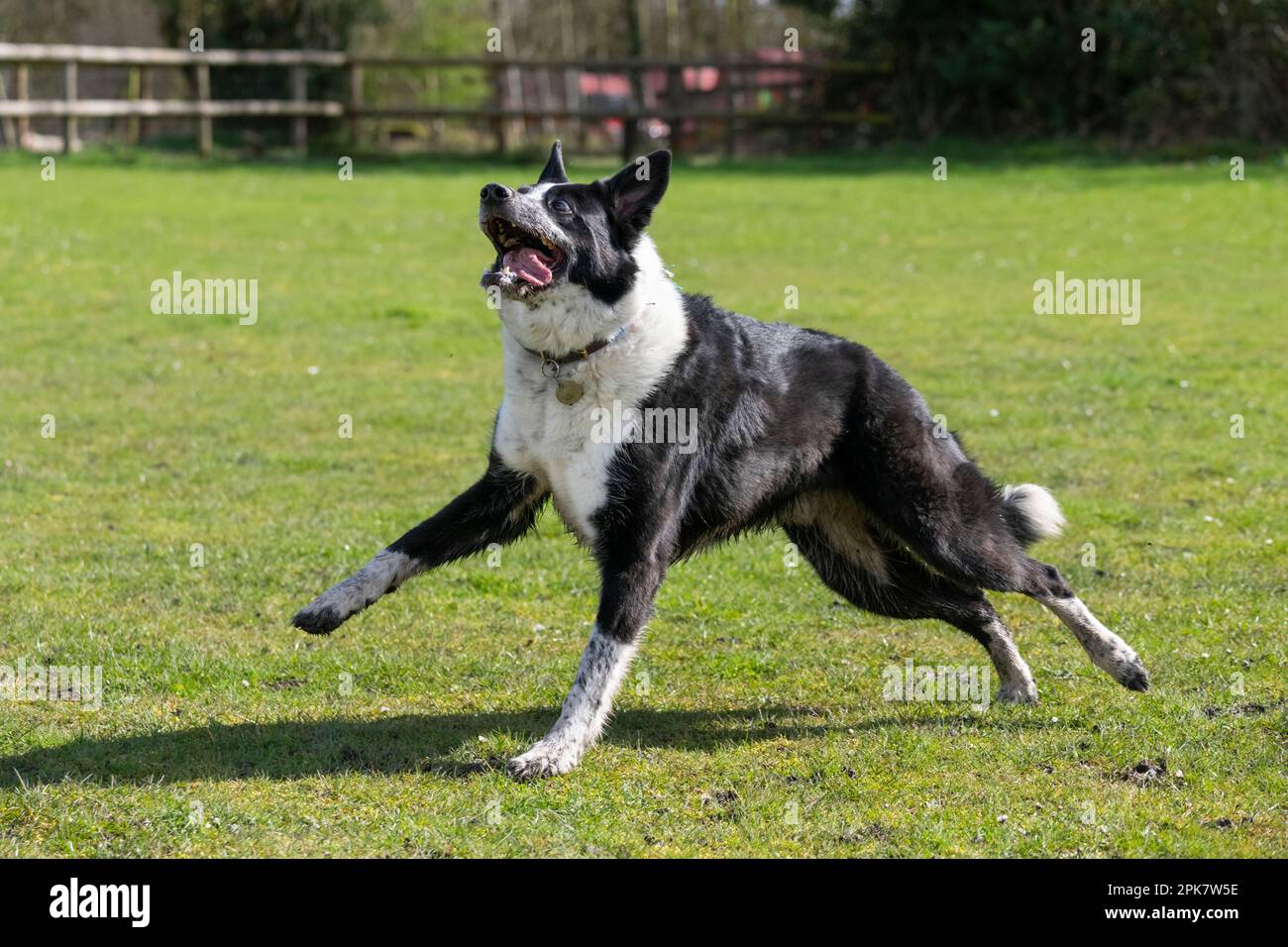 Border Collie chien jouant à l'extérieur dans un champ au soleil de printemps Banque D'Images