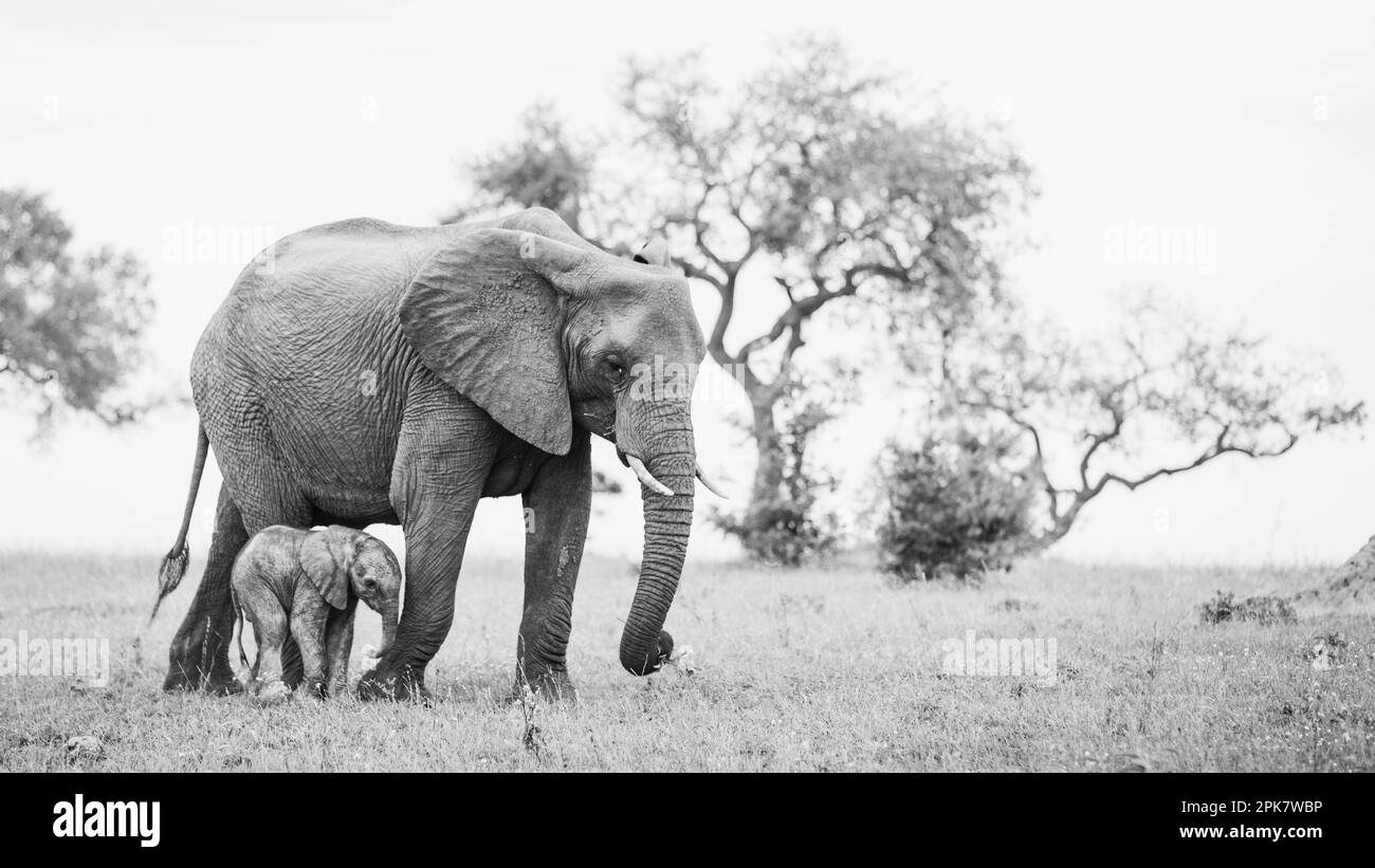 Un éléphant et son mollet, Loxodonta africana, marchant ensemble dans une longue herbe. En noir et blanc. Banque D'Images