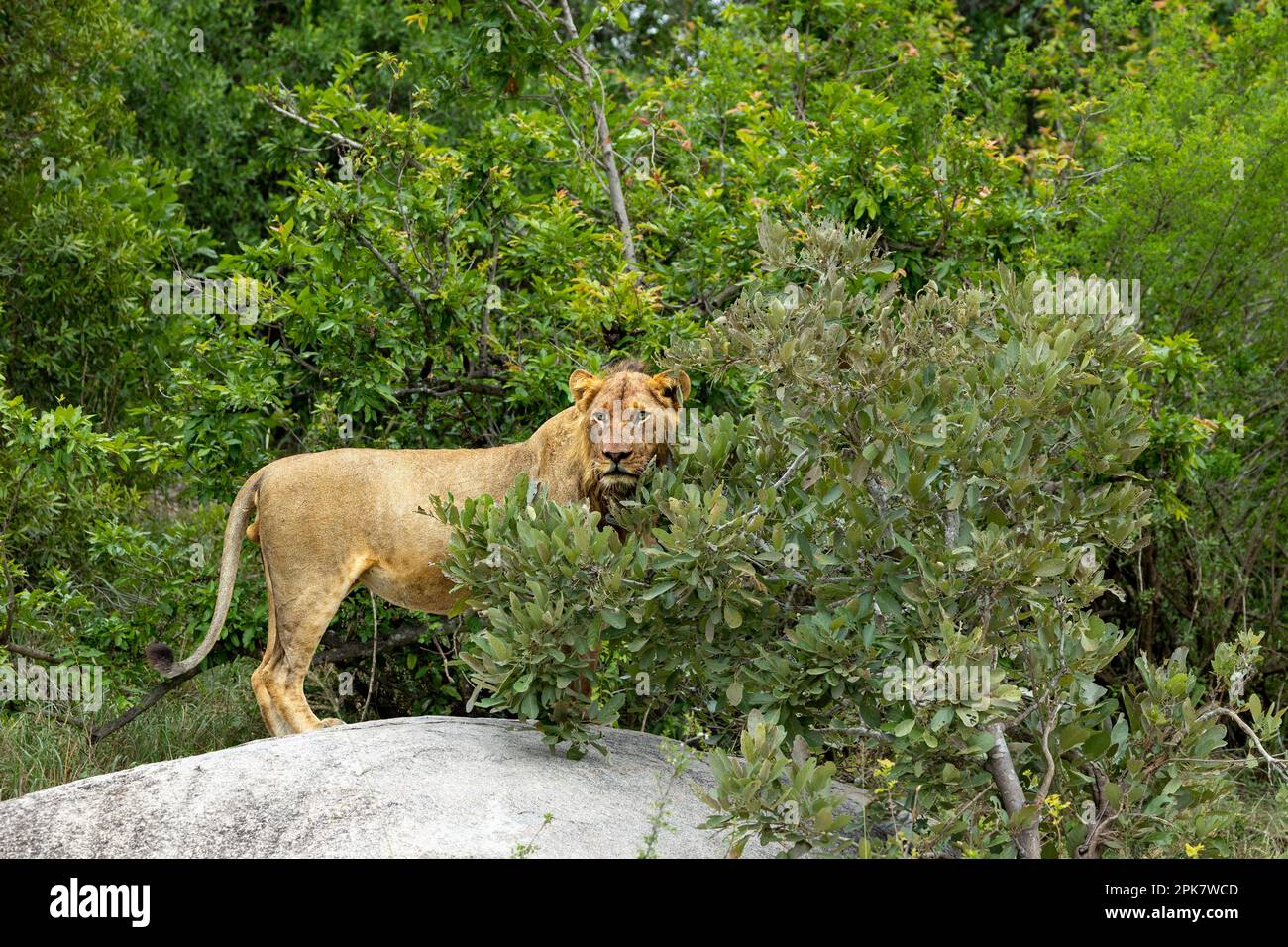 Un Lion mâle sous-adulte, Panthera leo, debout sur un rocher. Banque D'Images