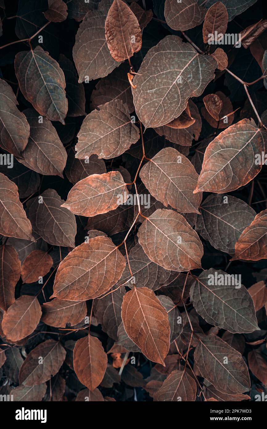 feuilles de la plante japonaise brune en automne, fond brun Banque D'Images