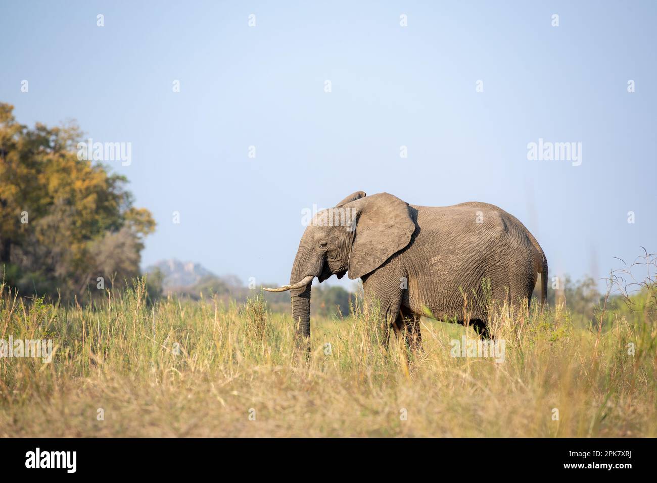 Un éléphant, Loxodonta africana, marchant dans de longues herbes, en noir et blanc. Banque D'Images