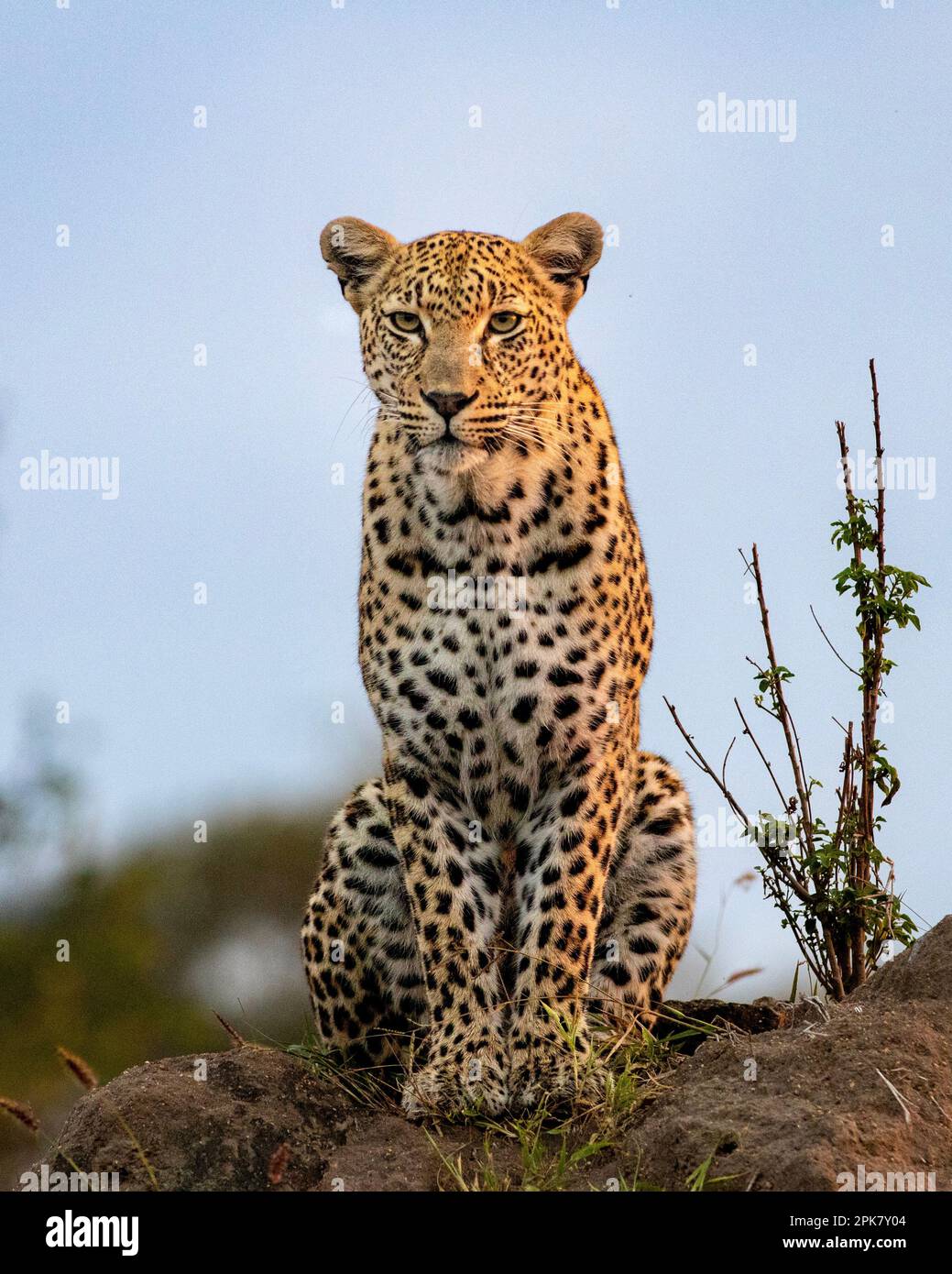 Un léopard, Panthera pardus, assis sur un monticule, regard direct. Banque D'Images