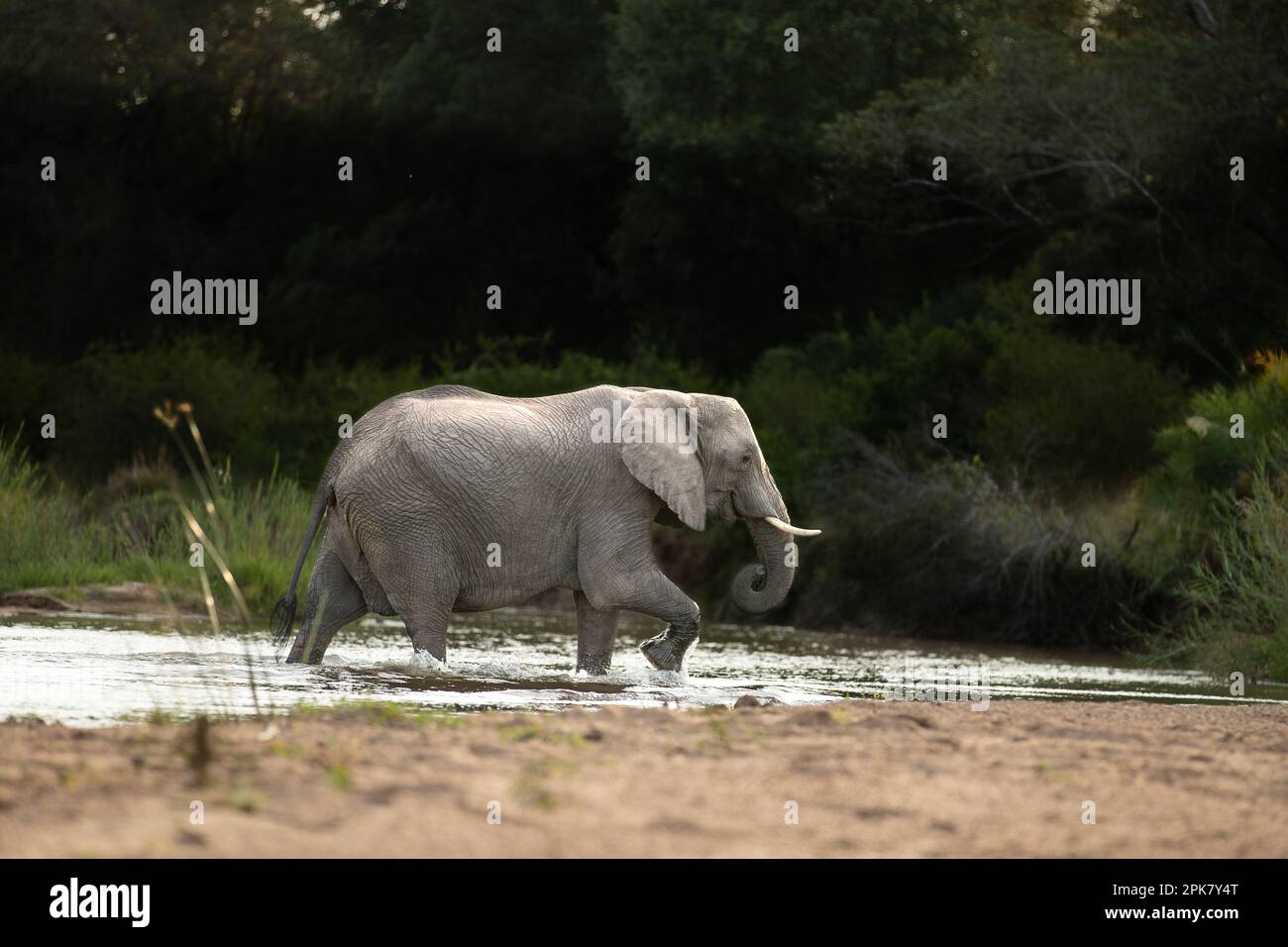 Un seul éléphant, Loxodonta africana, traversant une rivière Banque D'Images