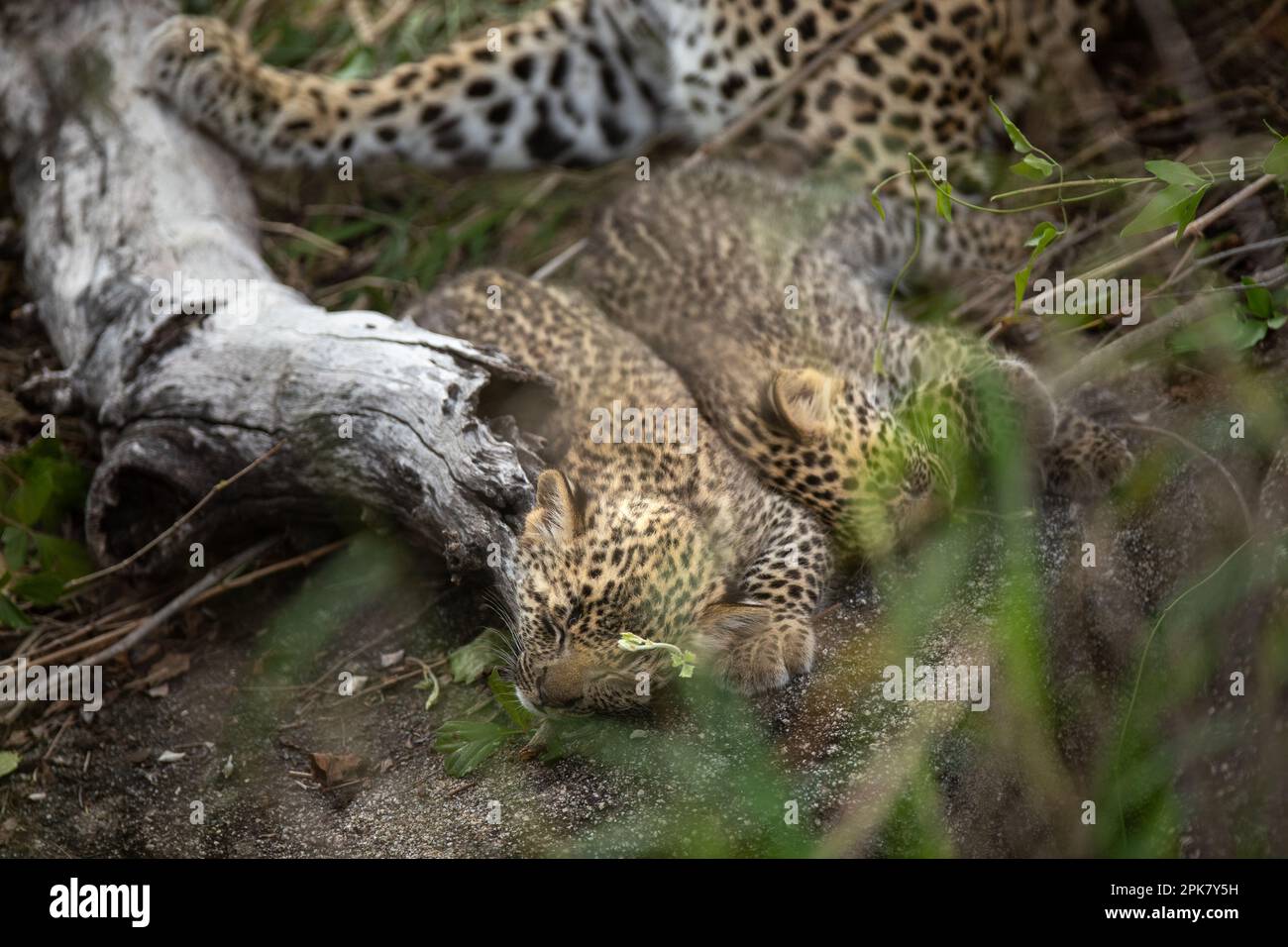 Deux petits léopards, Panthera pardus, couchés avec leur mère. Banque D'Images