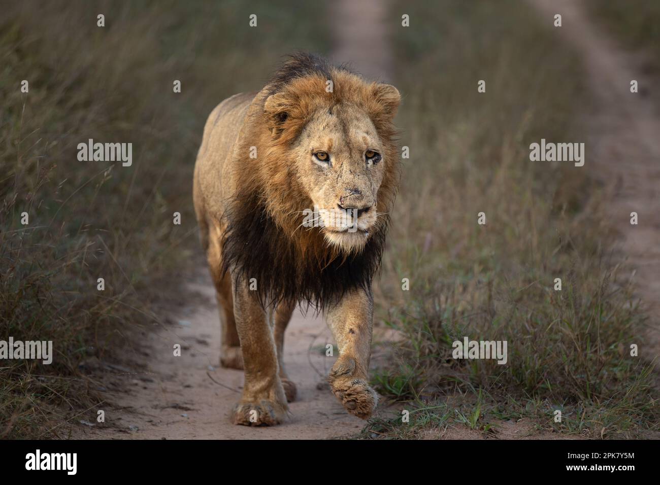 Un lion mâle, Pathera leo, marche le long d'une route. Banque D'Images