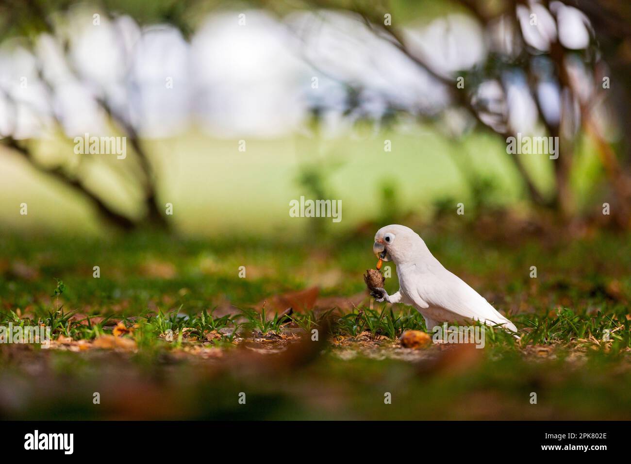Tanimbar corella manger une graine d'amande de mer à Changi Beach Park, Singapour Banque D'Images