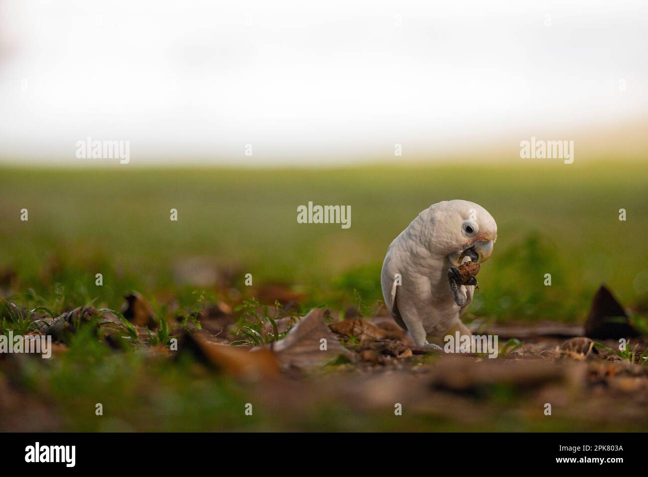 Tanimbar corella manger une graine d'amande de mer à Changi Beach Park, Singapour Banque D'Images