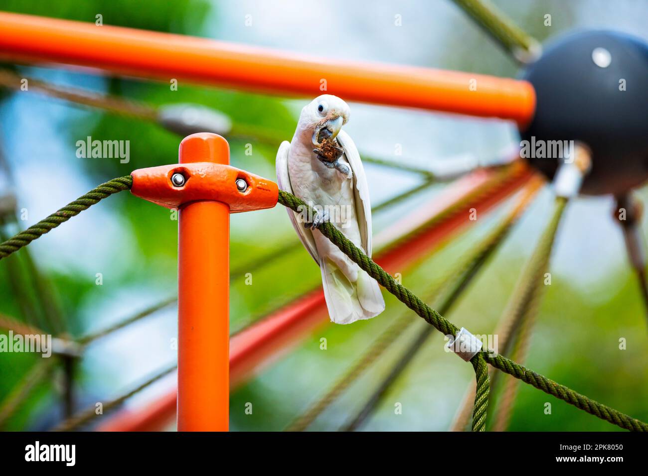 Tanimbar corella manger une graine d'amande de mer tout en perching sur un terrain de jeu d'escalade dans Changi Beach Park, Singapour Banque D'Images