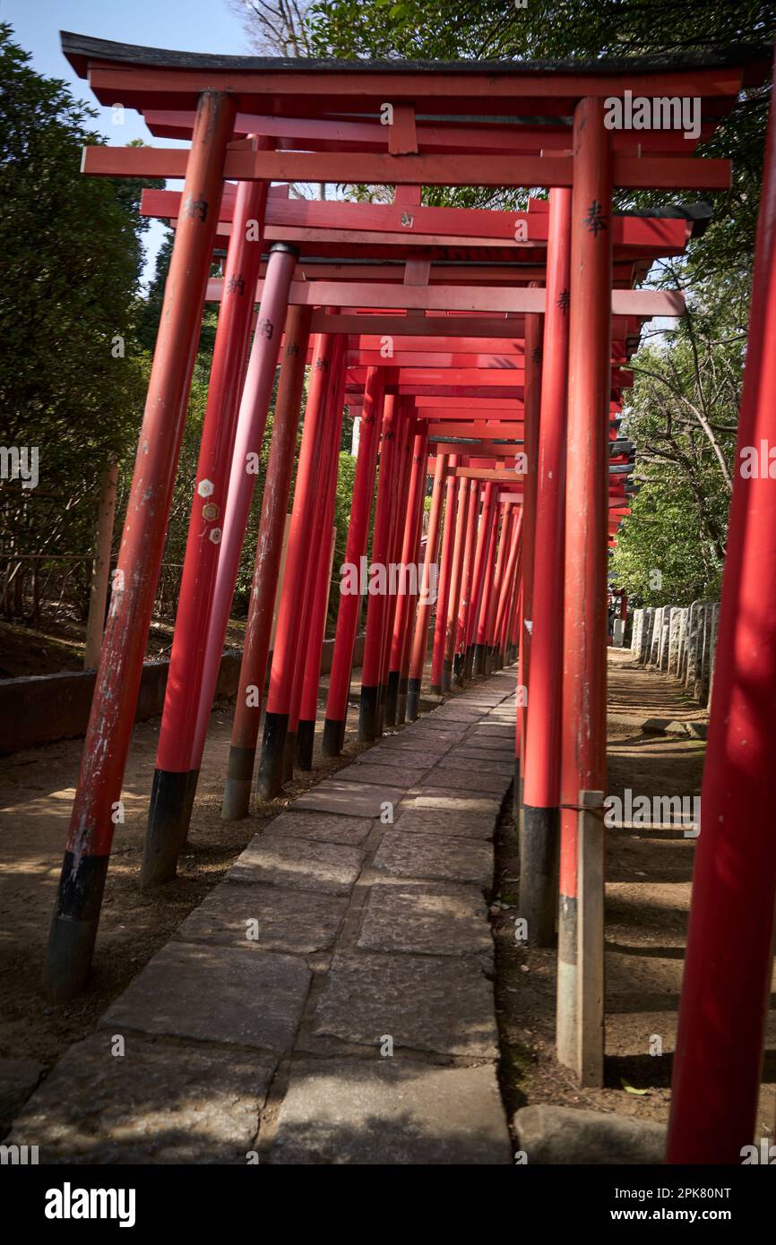 Torii au sanctuaire de Nezu Banque D'Images