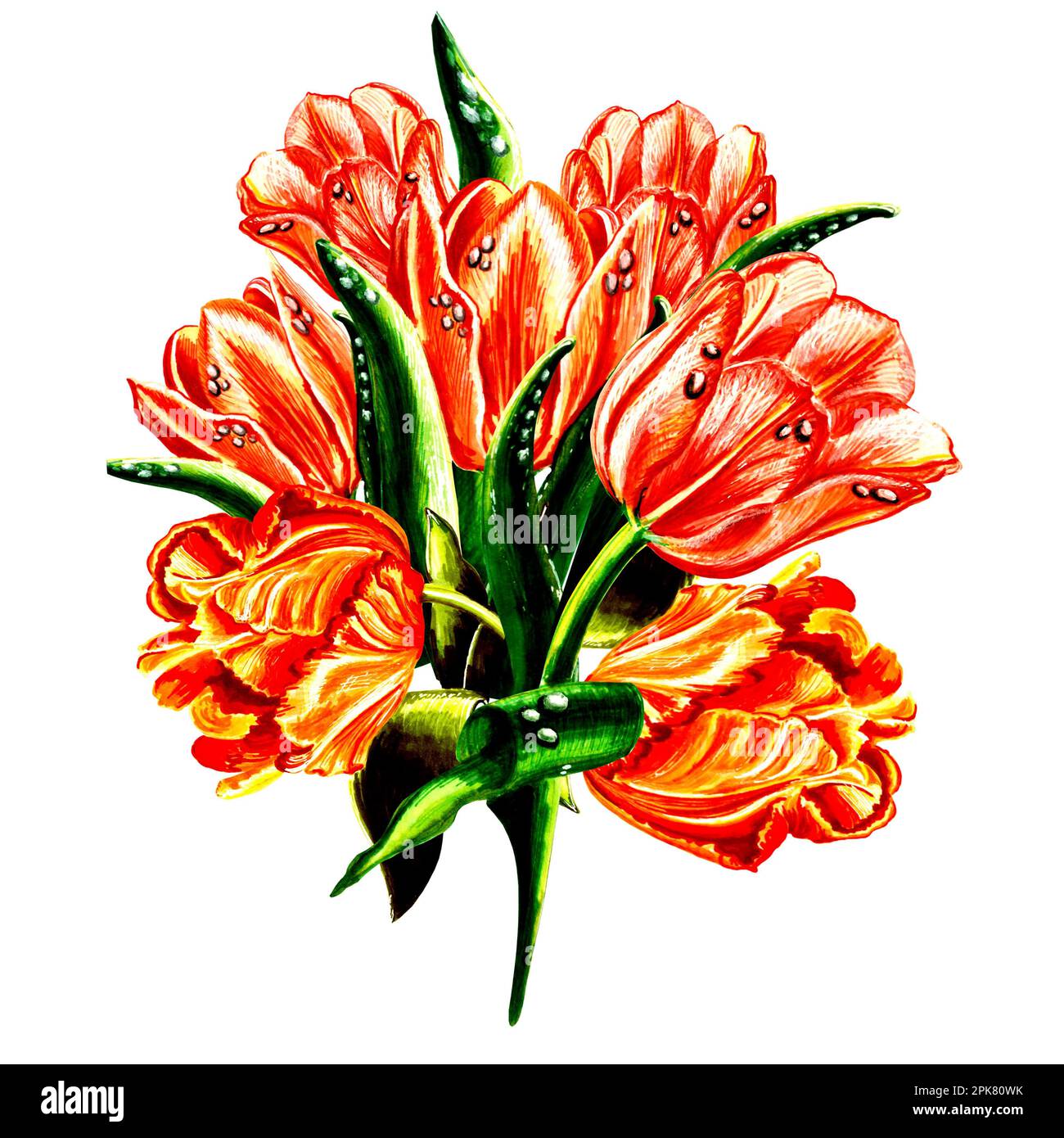 Bouquet de tulipes rouges avec des feuilles isolées sur fond blanc. Illustration botanique florale JPEG . Banque D'Images