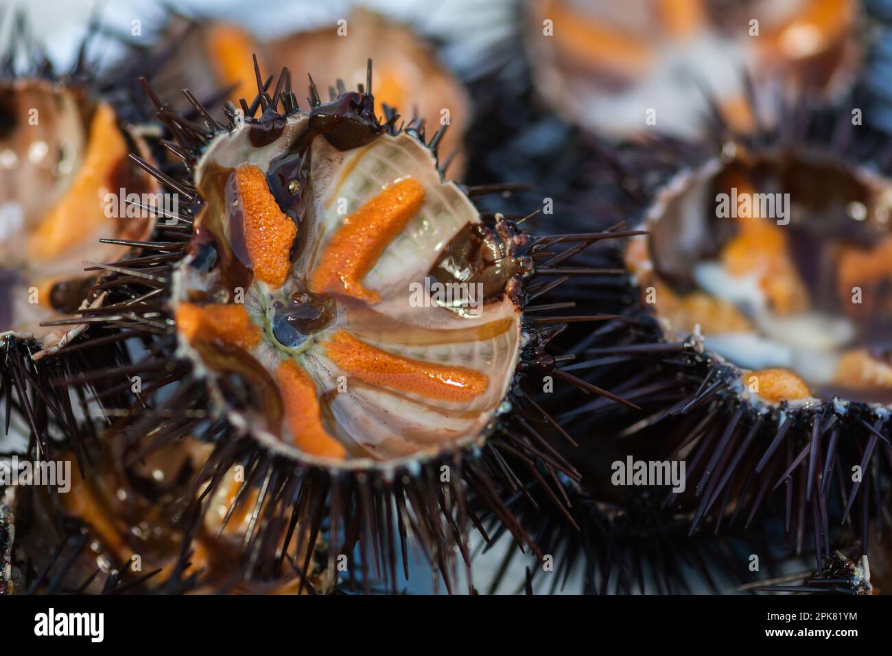 Oursin de mer avec des oeufs d'orange dans un plat prêt à manger dans un marché de poisson, ou pêche, fruits de mer, sushi Banque D'Images
