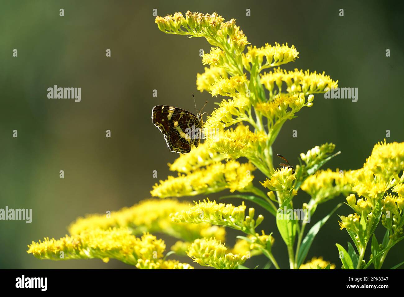 Beau papillon dans un pré en été en Allemagne Banque D'Images