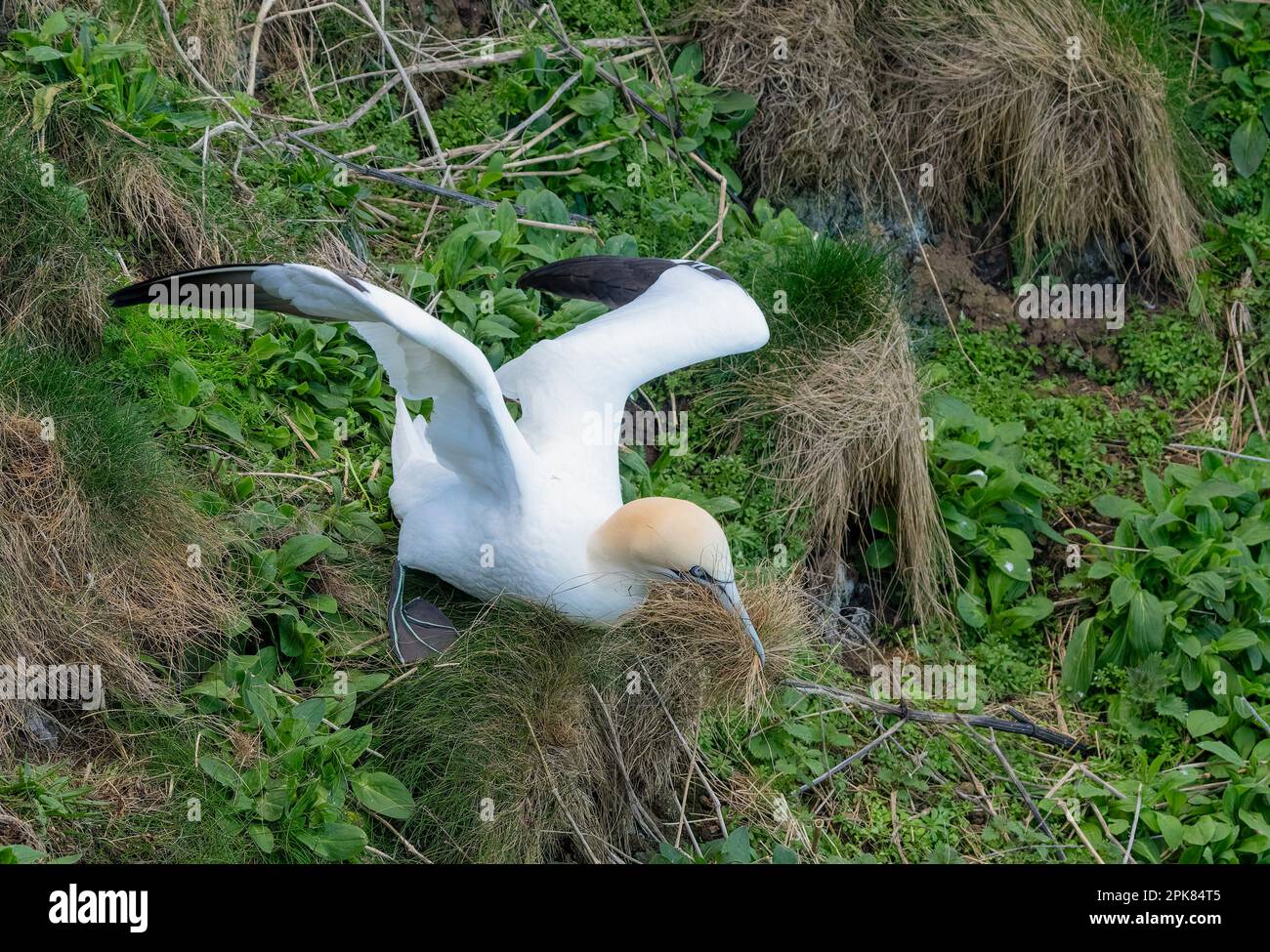 Un Gannet du Nord adulte (Morus bassanus), collectant du matériel de nidification des falaises de Bempton, East Riding of Yorkshire, Royaume-Uni Banque D'Images