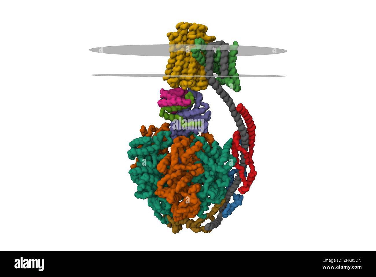 ATP synthase mitochondriale bovine, modèle de surface gaussien 3D isolé, schéma de couleur des chaînes, membrane putative illustrée, PDB 5ara, fond blanc Banque D'Images