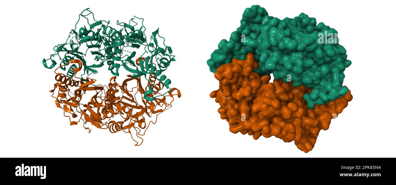 Structure de la 6-aminohexanoate-oligomère hydrolase de Arthrobacter sp. KI72. 3D modèles de dessin animé et de surface gaussienne, schéma de couleurs d'ID de chaîne, PDB 5y0m Banque D'Images