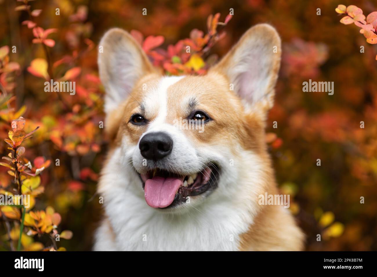 Gros plan du chien gallois corgi Pembroke souriant heureux à l'automne Banque D'Images