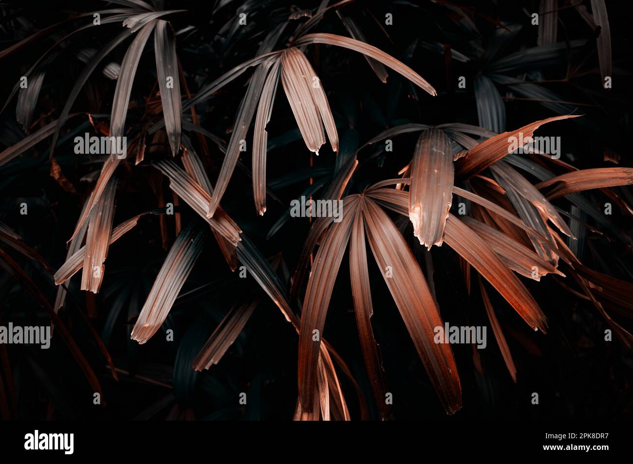 Feuilles tropicales sombres de couleur verte, orangé. Motif sans couture, papier peint de luxe. couleur ton de pose plat foncé pour la saisie de texte. les couleurs de l'automne . Banque D'Images