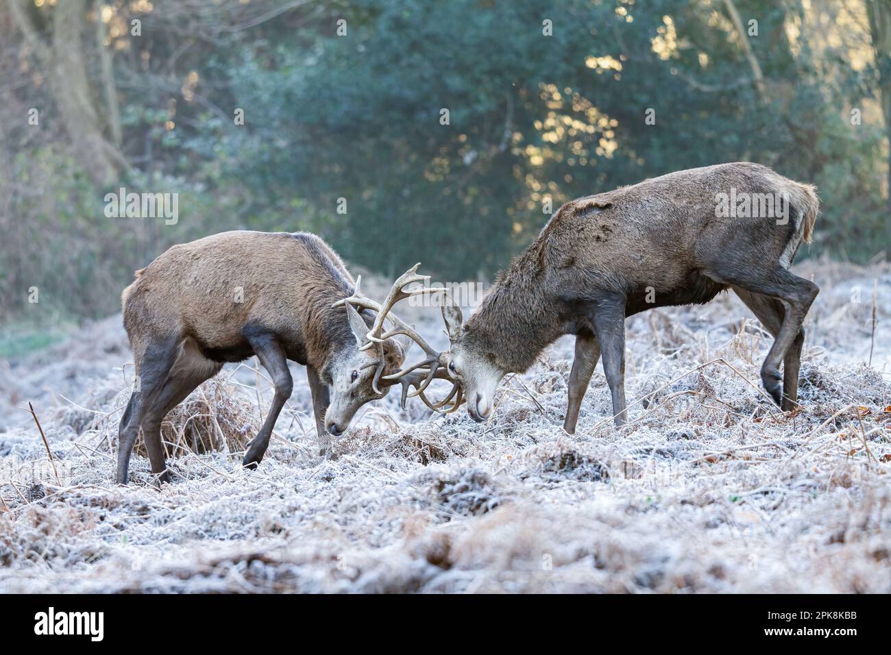 Une paire de cerfs rouges (Cervus elaphus) à Richmond Park, Londres. ** Ce contenu est géré exclusivement par SWNS. Pour obtenir une licence pour Editorial ou Banque D'Images