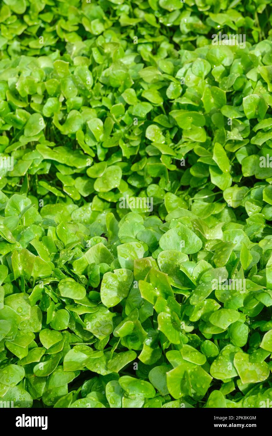 Claytonia perfoliata, laitue du mineur, laitue indienne, flan d'hiver, palsingat, légumes utilisés dans les salades d'hiver Banque D'Images