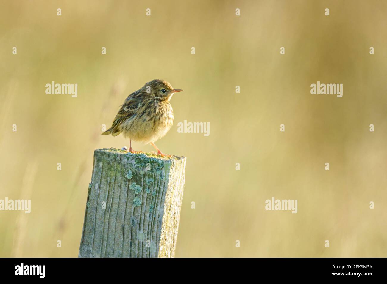 Un pré pipit (Anthus pratensis) sur un poste de clôture près de Callanish sur l'île de Lewis dans les Hébrides extérieures, en Écosse Banque D'Images