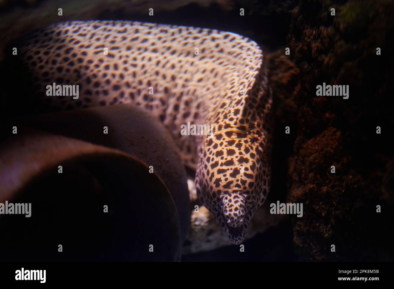 Les poissons moray avec des taches noires nagent autour des coraux Banque D'Images