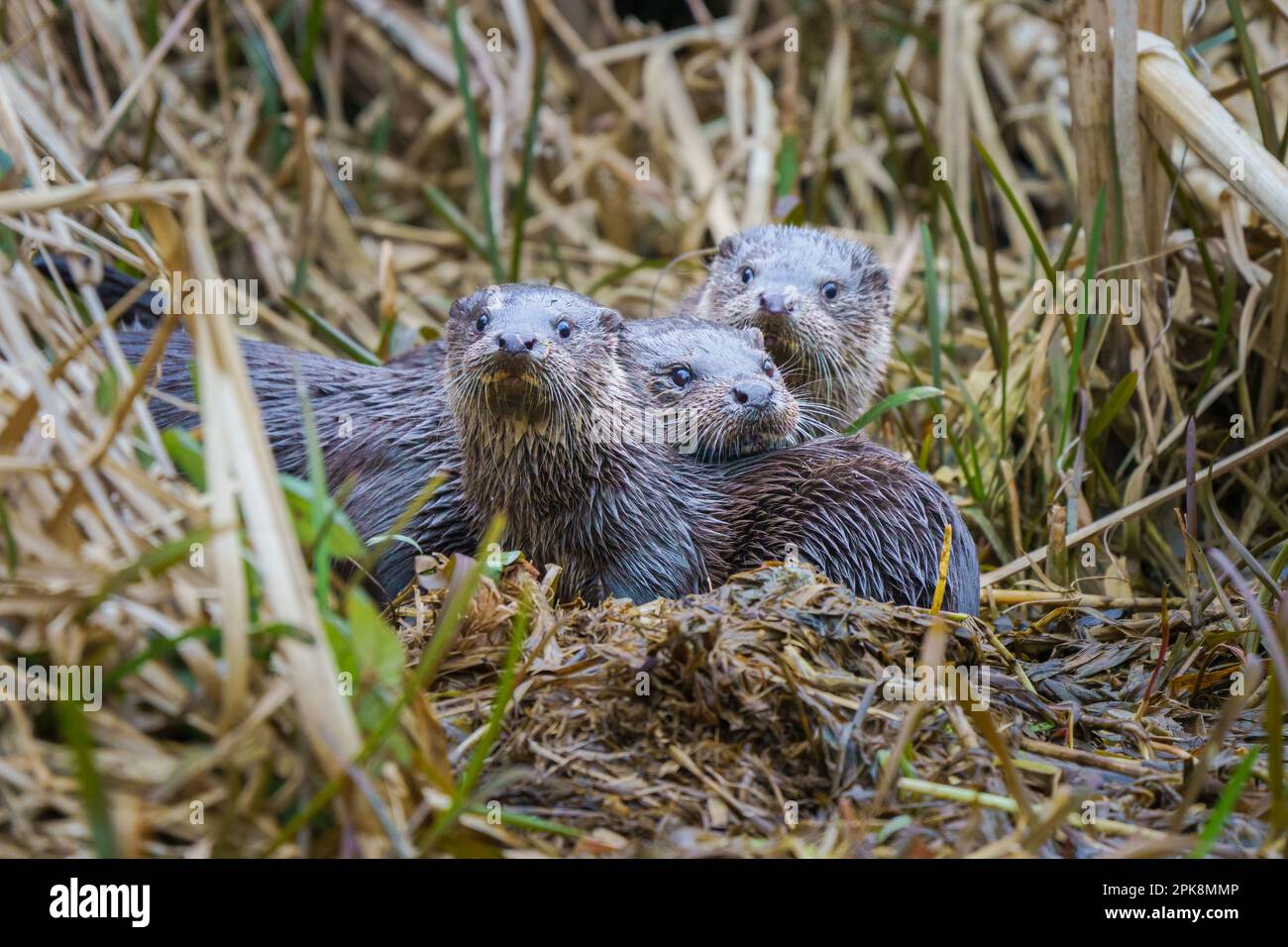 Une famille de loutres (Lutra lutra) dans le canal Stroudwater à Cainscross, près de Stroud, Gloucestershire. Banque D'Images