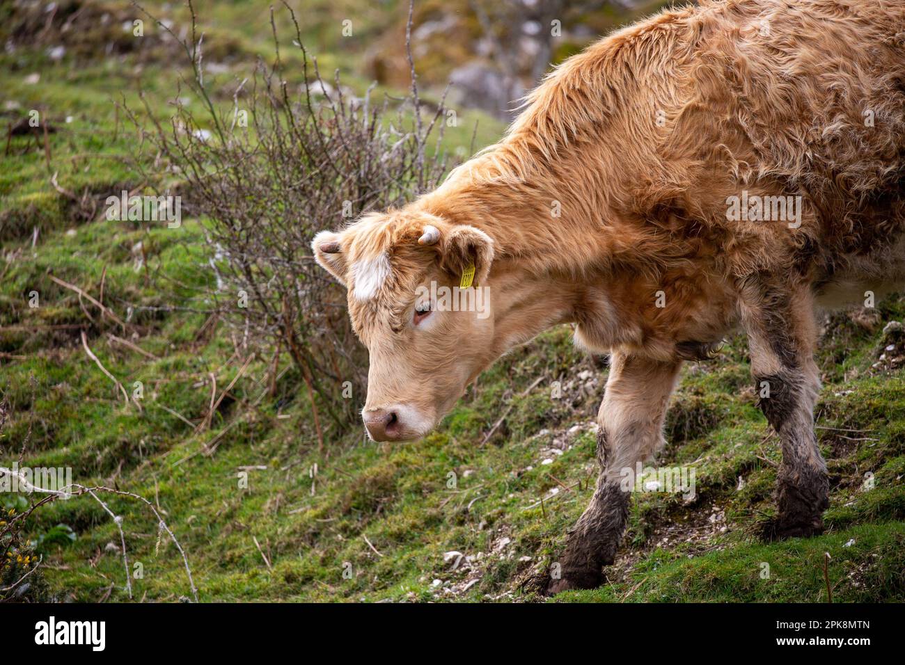 Vache avec étiquette d'oreille sur une colline boueuse à Count Antrim, Irlande du Nord Banque D'Images