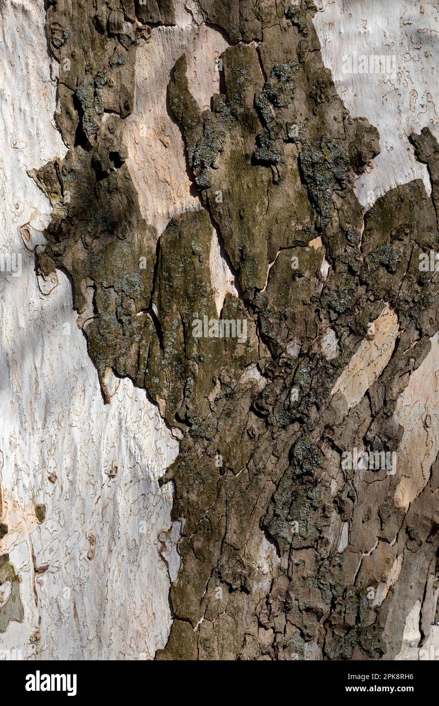 Détail de l'écorce de l'arbre de Sycamore de l'est. Banque D'Images
