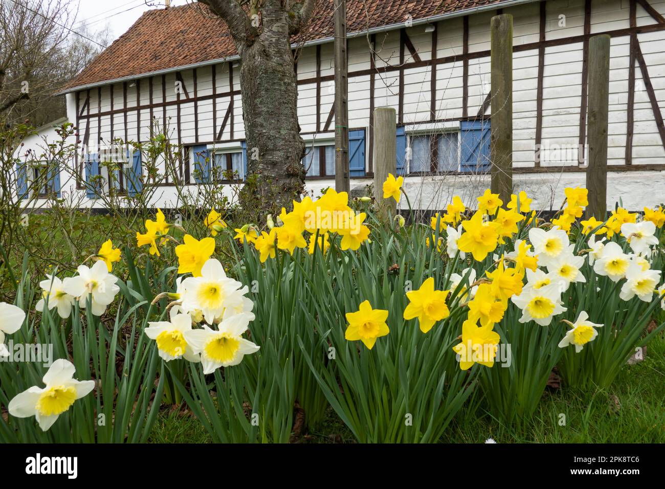 Maison traditionnelle à pans de bois de la région d'Artois avec jonquilles en premier plan Banque D'Images
