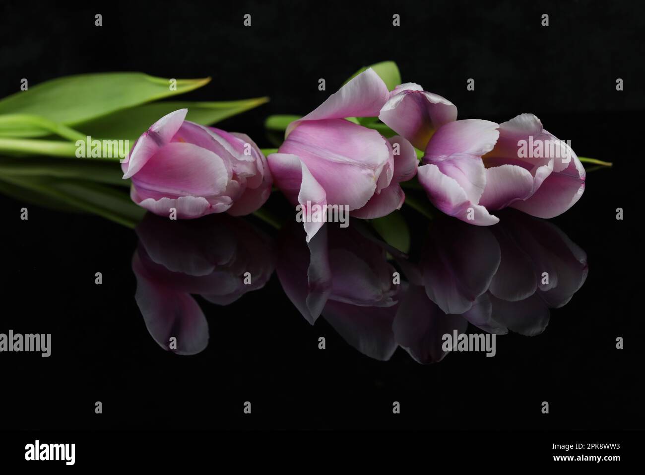 arrière-plan miroir noir avec tulipes roses et espace de copie Banque D'Images