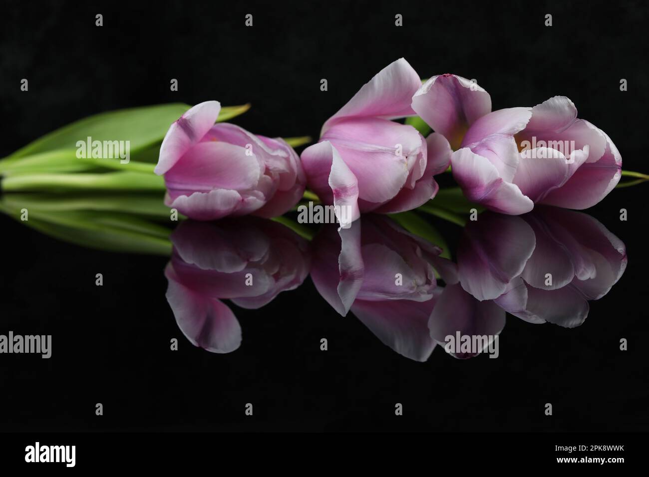 arrière-plan miroir noir avec tulipes roses et espace de copie Banque D'Images