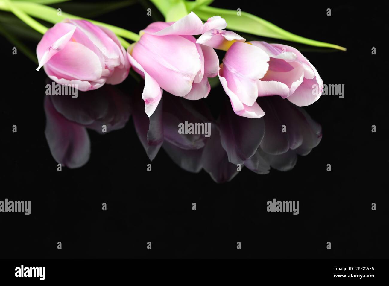 arrière-plan miroir noir avec tulipes roses et espace de copie Banque D'Images