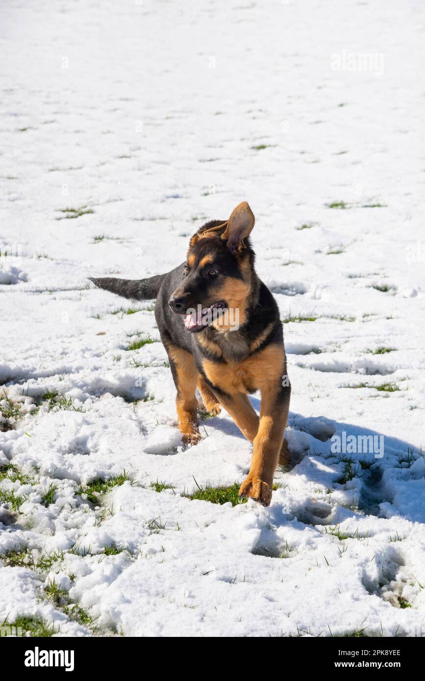 Chiot Berger allemand appréciant sa première expérience de la neige dans un champ au soleil éclatant Banque D'Images