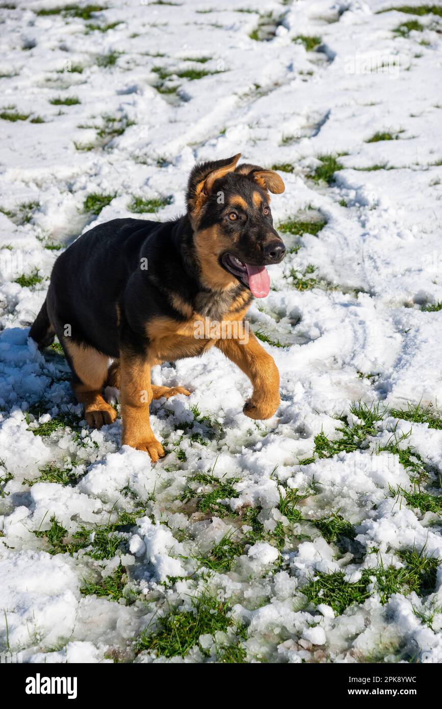 Chiot Berger allemand appréciant sa première expérience de la neige dans un champ au soleil éclatant Banque D'Images