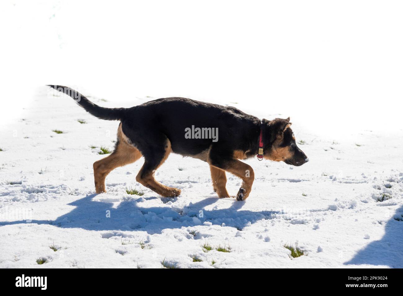 Chiot Berger allemand appréciant sa première expérience de la neige dans un champ au soleil éclatant Banque D'Images