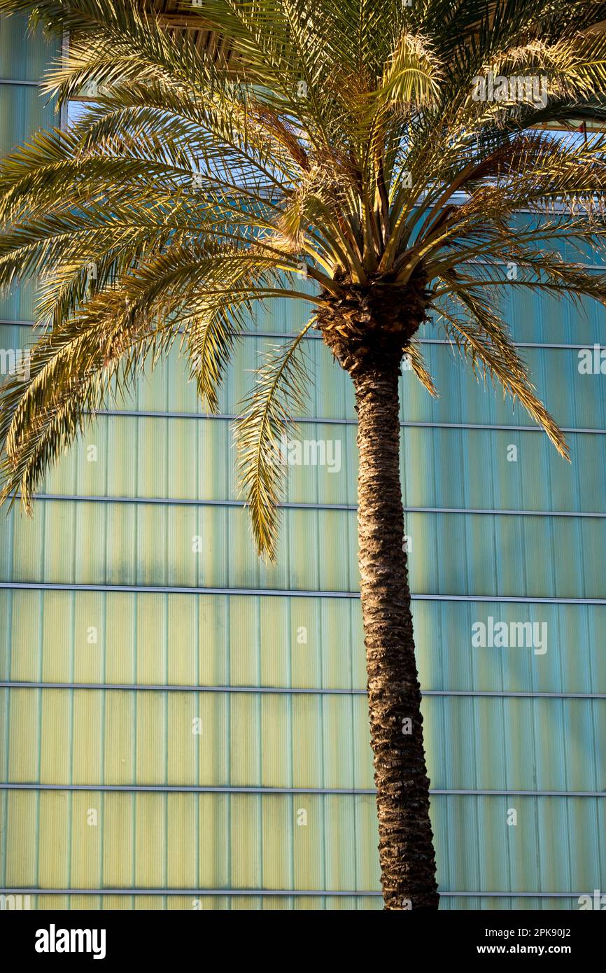 Palmier dans un environnement urbain dans une ville moderne et contemporaine Banque D'Images