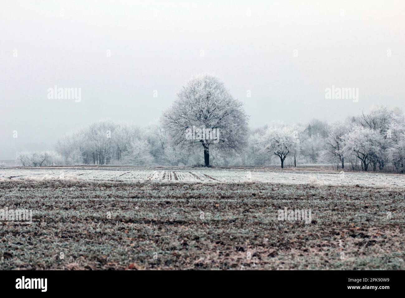 Champ non cultivé en hiver bordé par plusieurs arbres enneigés Banque D'Images