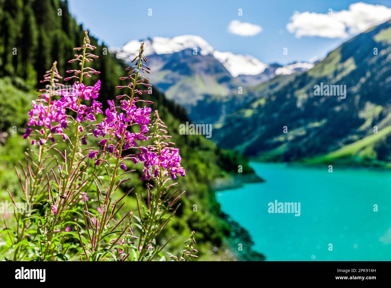 La montagne fleurit en face d'un lac de montagne dans les Alpes tyroliennes Banque D'Images