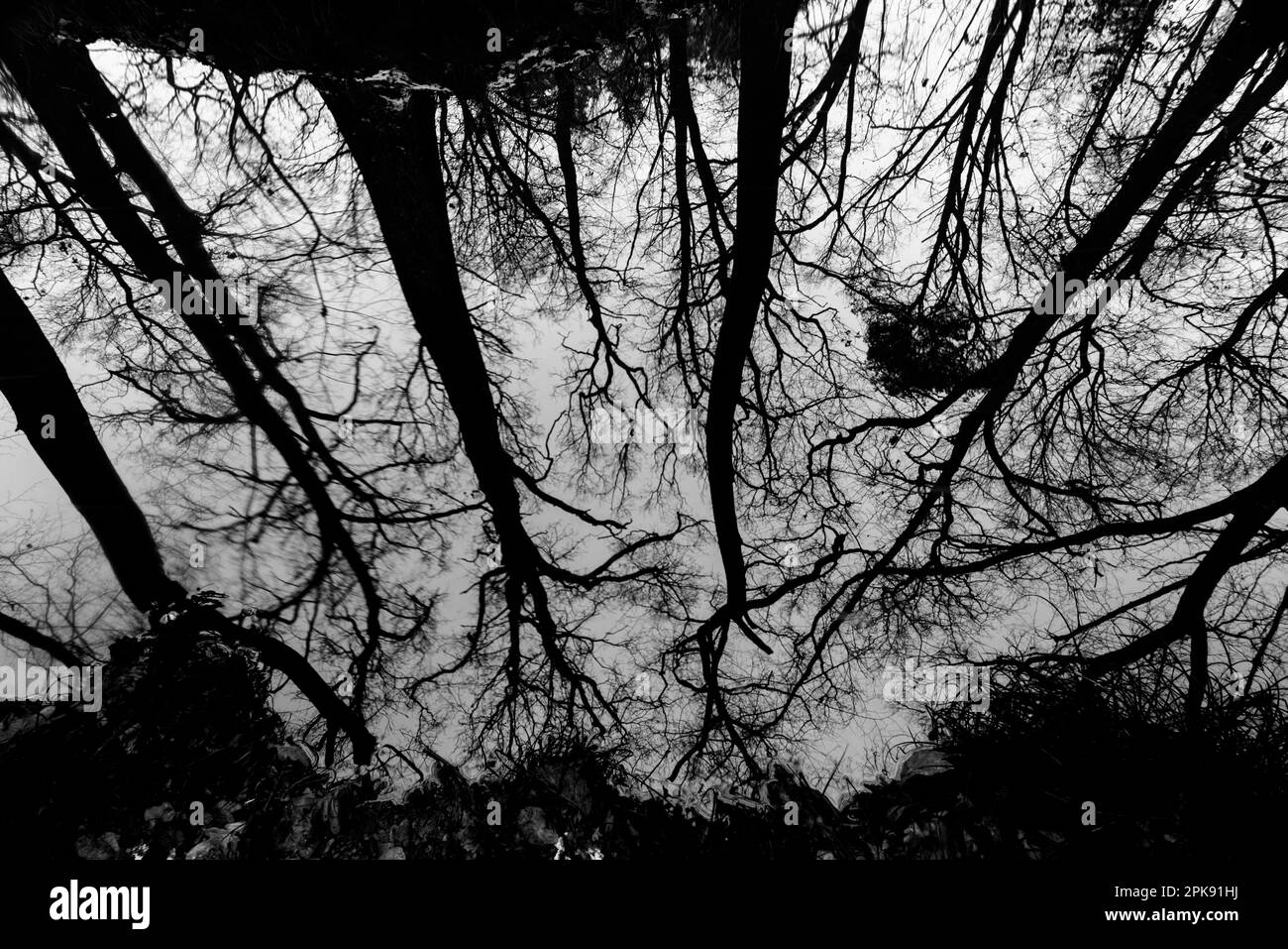 Réflexion sur l'eau à la surface d'une petite rivière dans la forêt, photographie en noir et blanc Banque D'Images