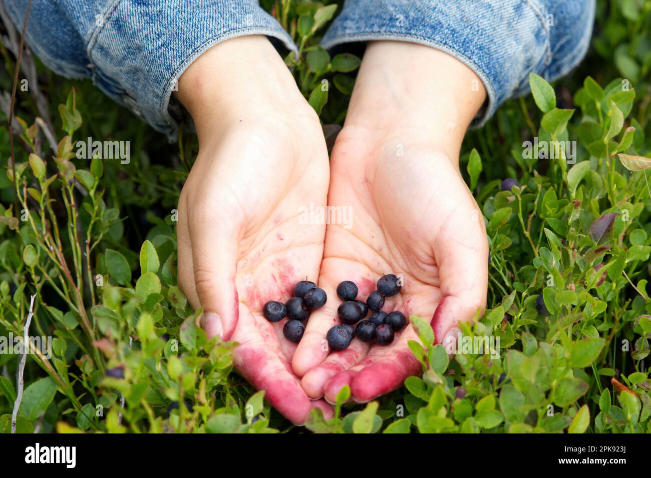 Mains présentant des bleuets collectés dans une forêt suédoise Banque D'Images