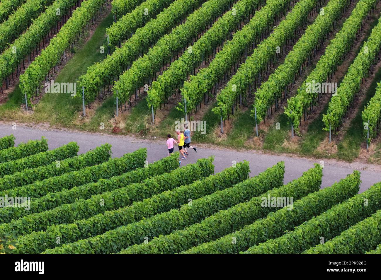 Trois adultes traversant des vignobles pittoresques en automne Banque D'Images