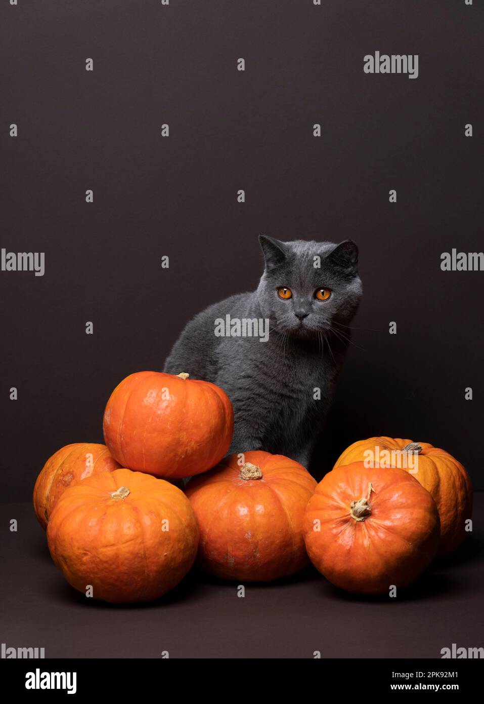 chat de shorthair britannique gris avec des yeux orange assis derrière un bouquet de citrouilles. Studio tourné sur fond marron avec espace de copie Banque D'Images