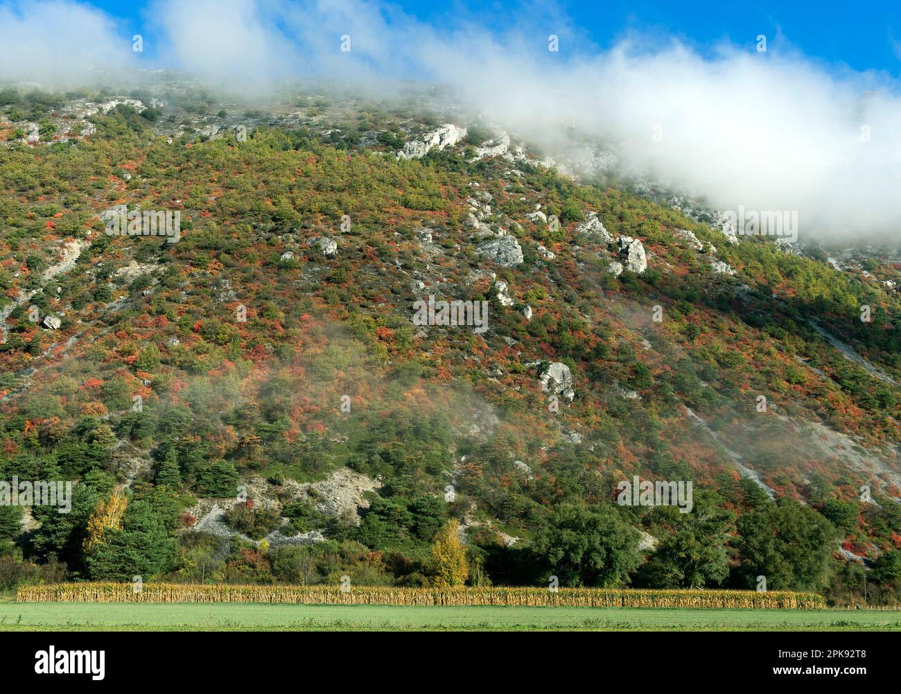 Pente sèche avec des perruques rouges, pourpres et jaunes-vertes (Cotinus coggygria) dans la steppe rocheuse du Valais en automne entre Susten et Niedergampel, Valais, Suisse Banque D'Images