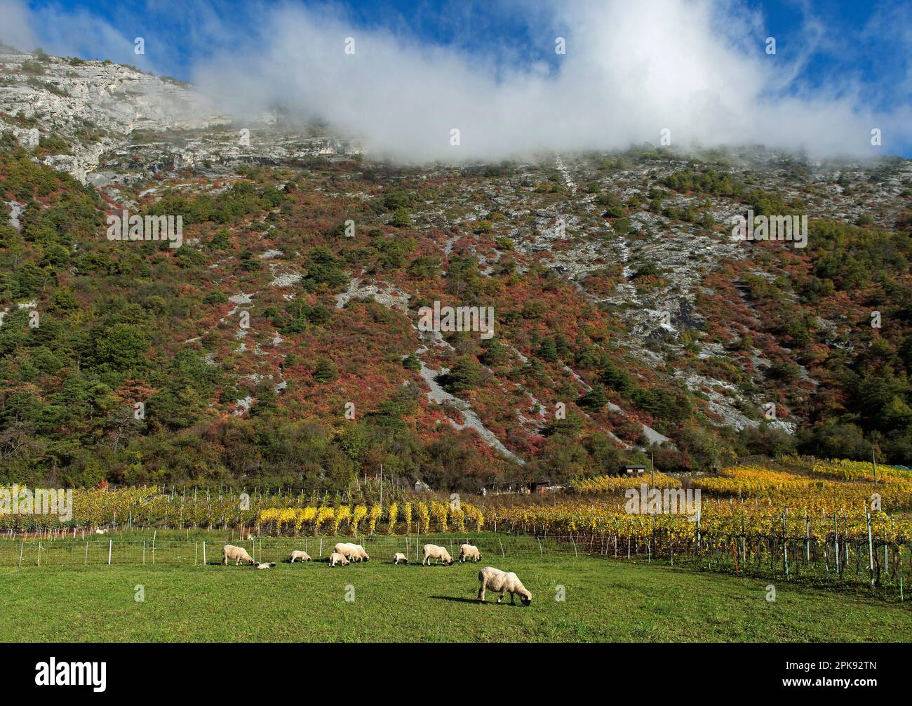 Pente sèche avec des perruques rouges, pourpres et jaunes-vertes (Cotinus coggygria) dans la steppe rocheuse du Valais en automne entre Susten et Niedergampel, Valais, Suisse Banque D'Images