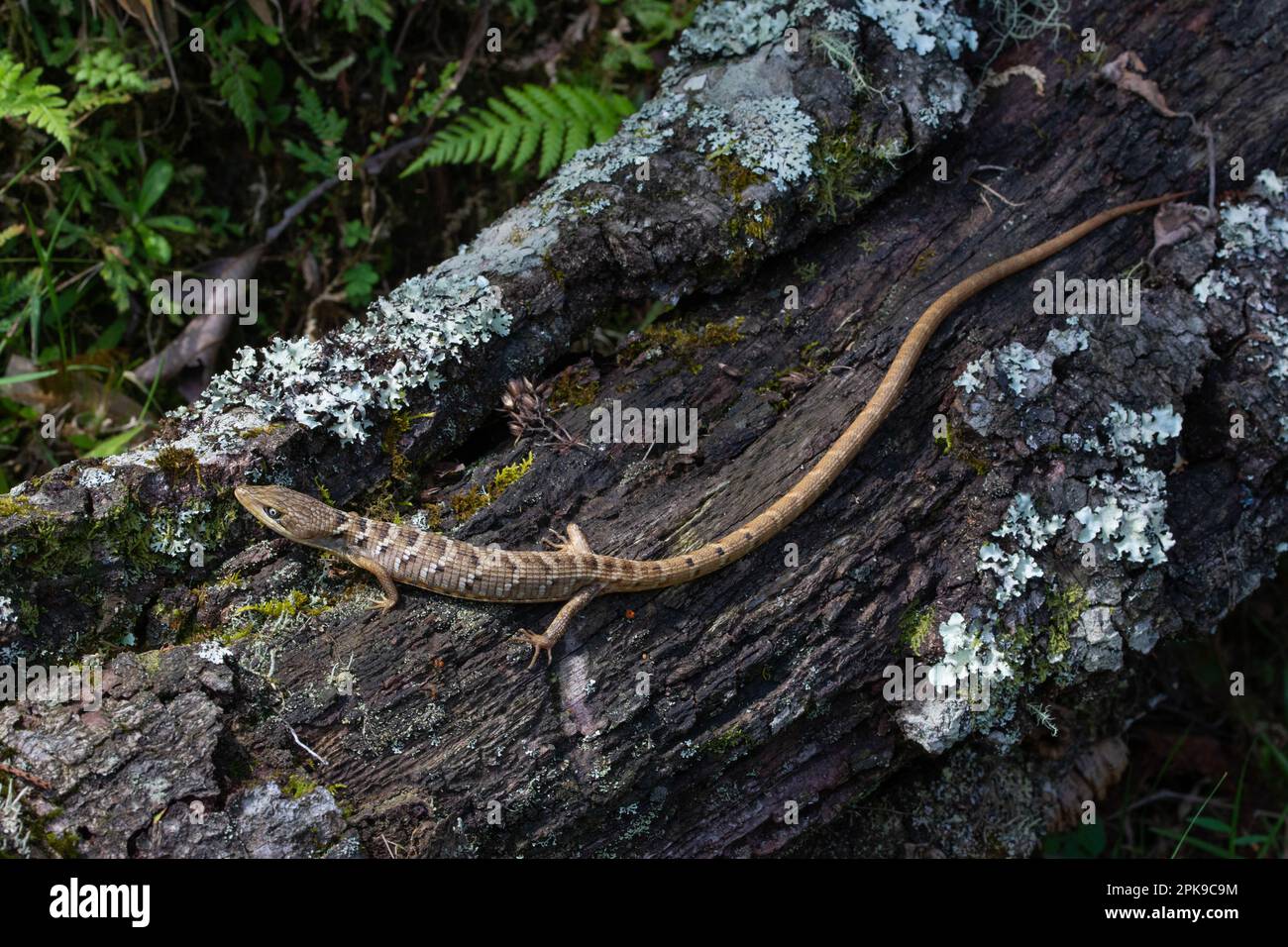 Orizaba Snake Lizard (Gerrhonotus ophiurus) de Veracruz, au Mexique. Banque D'Images