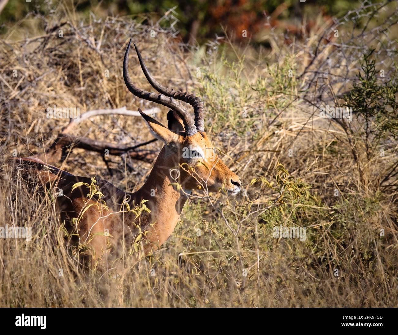 Une Impala mâle (Aepyceros melampus) émergeant de l'espace de vue latérale de l'herbe à l'avant, Botswana Banque D'Images