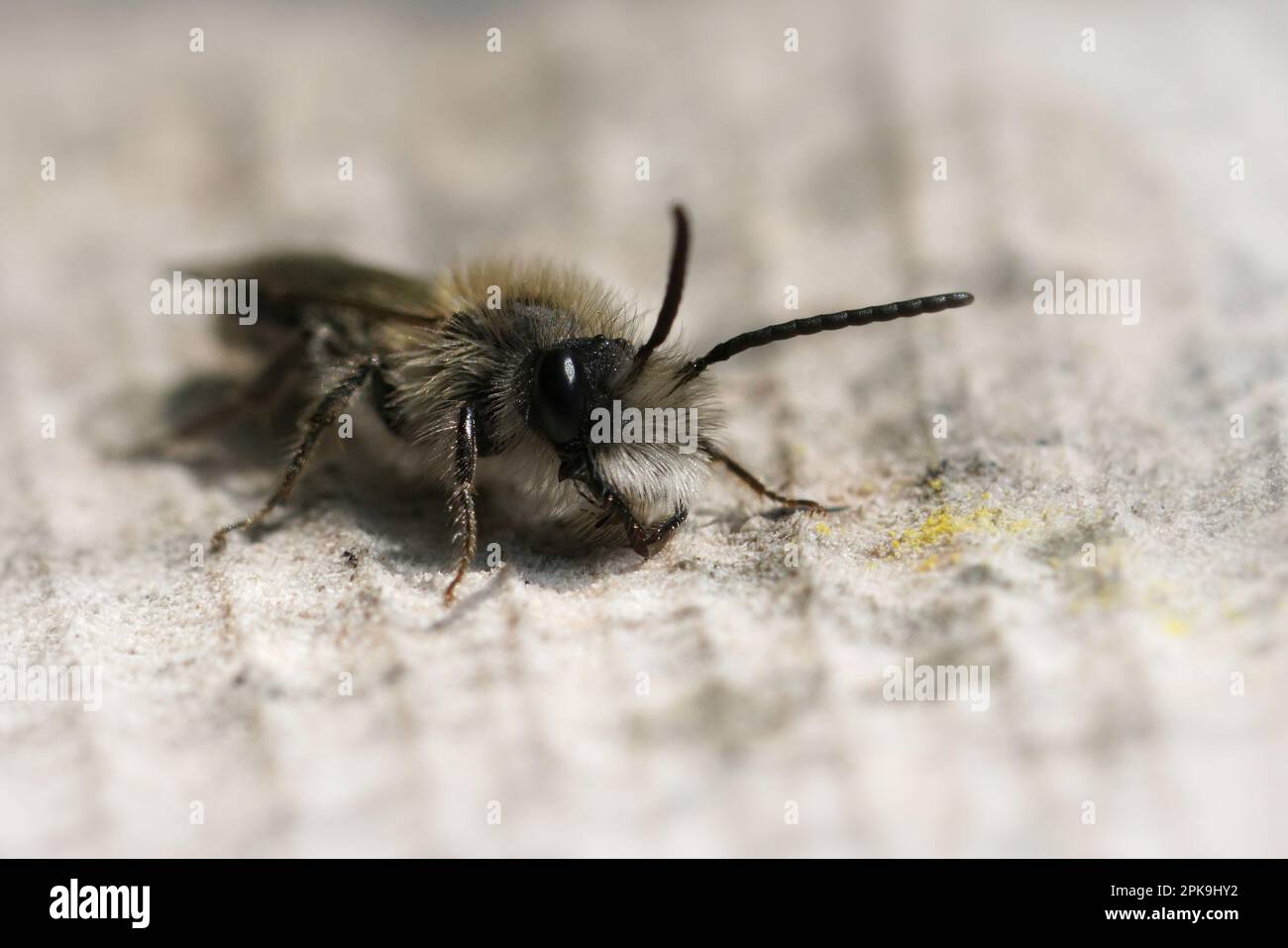 Gros plan naturel sur une abeille mellow mâle, Andrena mitis se réchauffant sur un morceau de bois Banque D'Images