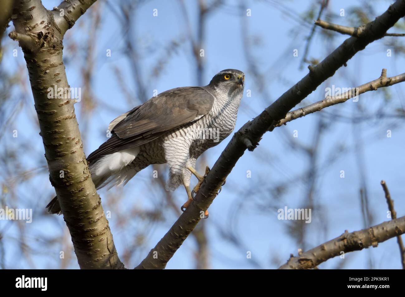 oiseau de proie noble... Palpeur du Nord ( Accipiter gentilis ) chasse dans les sommets des arbres Banque D'Images